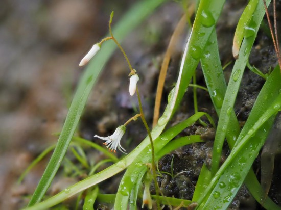 圖為廣西肺筋草。（廣西壯族自治區(qū)中醫(yī)藥研究院供圖）
