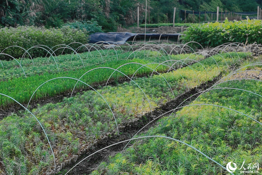 清流縣保障性苗圃的育苗區(qū)。人民網(wǎng) 楊灝昱攝