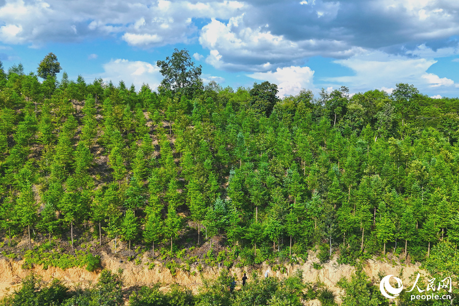 “一林三吃”的經(jīng)營模式豐富了林下經(jīng)濟(jì)的多樣性。人民網(wǎng) 李昌乾攝