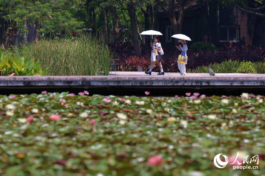 市民游客漫步于蓮池廊道。人民網(wǎng)記者 陳博攝 市民游客漫步于蓮池廊道。人民網(wǎng)記者 陳博攝