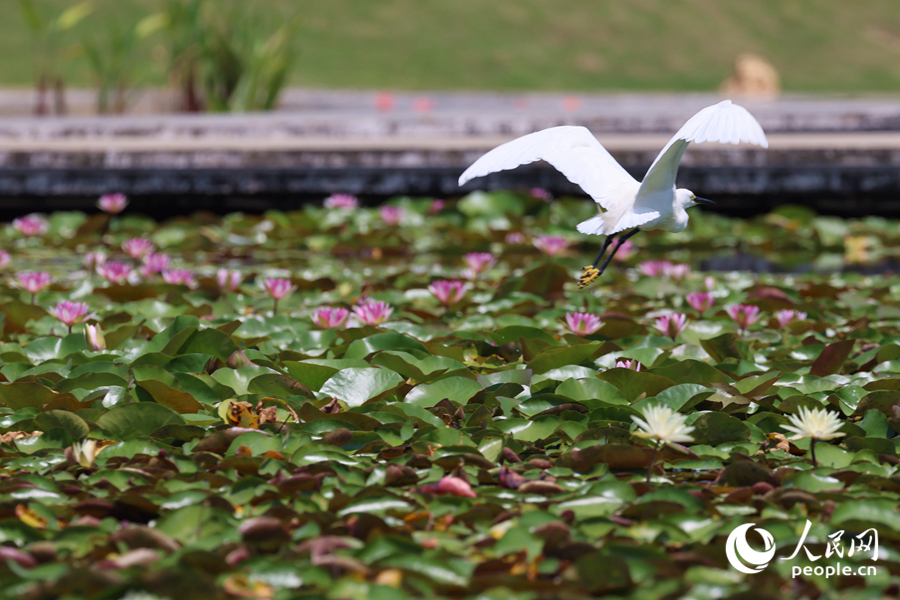 彩蓮滿塘鷺鳥飛。人民網(wǎng)記者 陳博攝 彩蓮滿塘鷺鳥飛。人民網(wǎng)記者 陳博攝