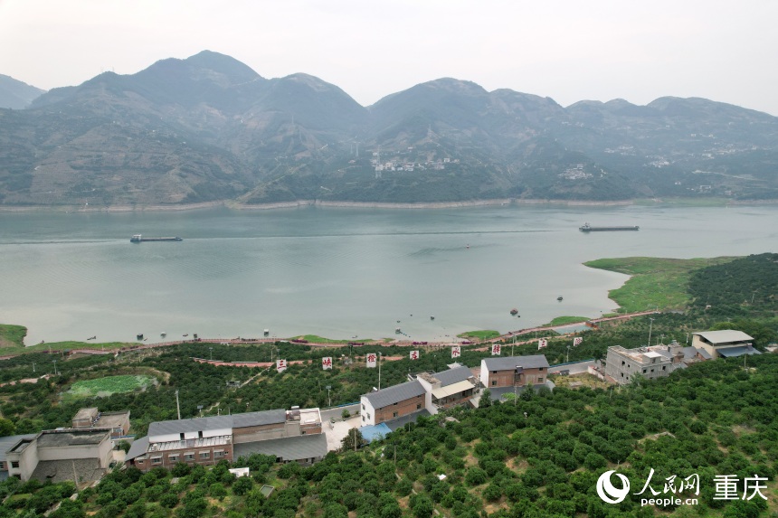 三沱村正以“三峽橙莊”建設(shè)為契機(jī)，描繪鄉(xiāng)村振興新圖景。人民網(wǎng)記者 劉政寧攝