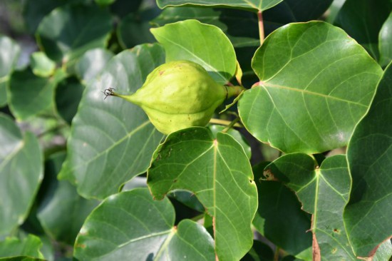 圖為石山油桐。（廣西壯族自治區(qū)中醫(yī)藥研究院供圖）