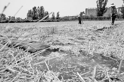 連日來，黃淮海持續(xù)高溫少雨，部分地區(qū)旱情仍在發(fā)展。圖為山東省肥城市通過蓄引提調相結合的辦法，多措并舉搶灌溉、保苗情。 新華社發(fā)