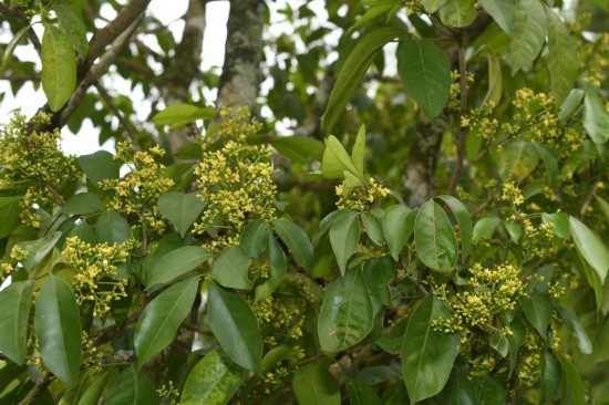 圖為廣西割舌樹。（廣西壯族自治區(qū)中醫(yī)藥研究院供圖）