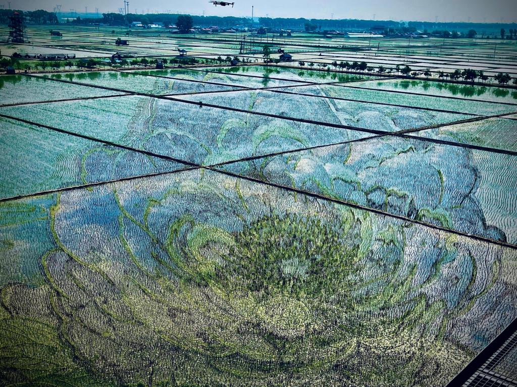 國(guó)色山河主題稻田畫(huà)。人民網(wǎng)記者 任妍攝