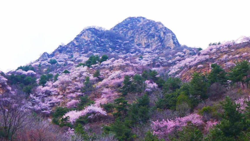 武安市東太行百里畫(huà)廊里的山桃花。李樹(shù)鋒攝