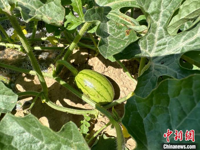 14日，記者在合作社的百畝西瓜地里，看著一個(gè)個(gè)如雞蛋般大小的西瓜，正“享受”著太陽(yáng)的炙烤。　劉小紅 攝
