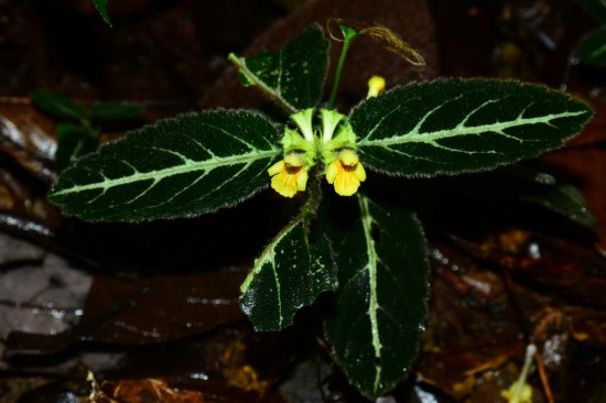 圖為美脈假糙蘇。（廣西壯族自治區(qū)中醫(yī)藥研究院供圖）