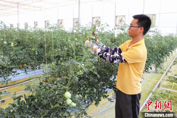 圖為在紅谷灘區(qū)元宇宙·VR數(shù)字農(nóng)業(yè)示范基地七彩番茄培育車間內(nèi)，農(nóng)業(yè)技術(shù)員正在對(duì)番茄植株進(jìn)行修剪?！⌒苠\陽 攝