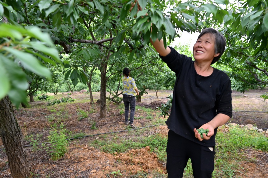 村民們搶抓農(nóng)時(shí)，忙著為脆李樹疏果。鄒樂攝