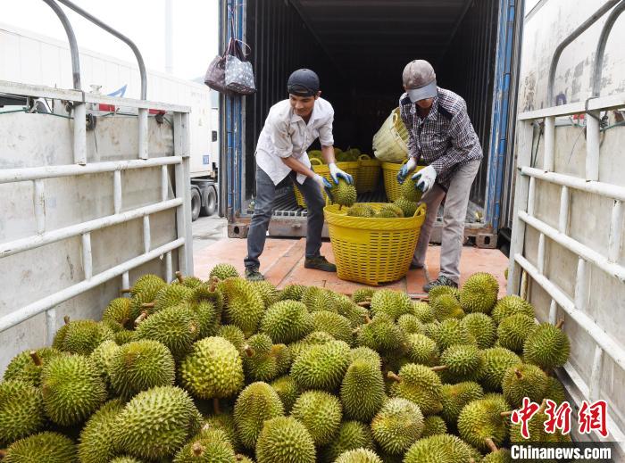 中國(guó)餐桌掀起“東盟水果熱”民眾樂(lè)享“榴蓮自由”