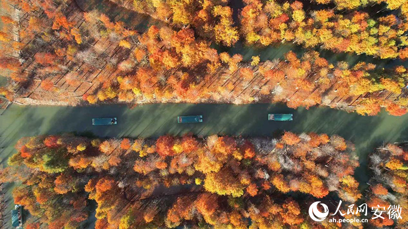 寧國落羽紅杉林。人民網(wǎng) 郭昊攝