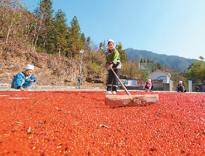 貴州省黔東南苗族侗族自治州榕江縣依托豐富的森林資源，大力發(fā)展林下草珊瑚中藥材種植等林下經(jīng)濟(jì)，實現(xiàn)農(nóng)民增收、林業(yè)增效。圖為榕江縣興華水族鄉(xiāng)星月村草珊瑚種植基地內(nèi)，村民在采收、晾曬草珊瑚果。 周光勝攝（人民視覺）